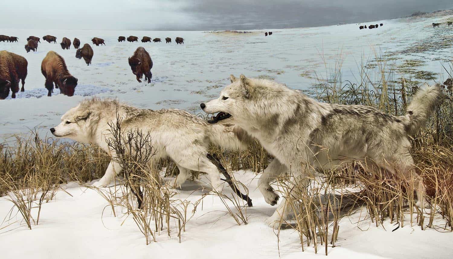 Image of wolves hunting representing the 'Hack the Air Force' bug bounty program for white hats