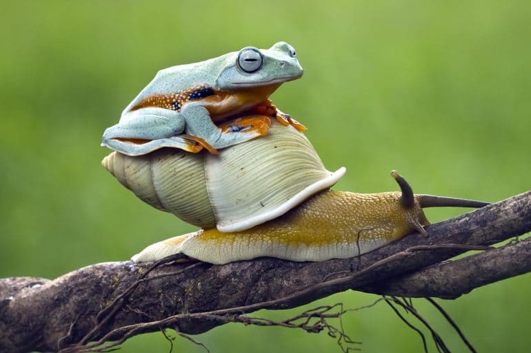 Image of a frog sitting on a snail crawling up a tree branch representing how the EU GDPR will not slow down the EU GDP