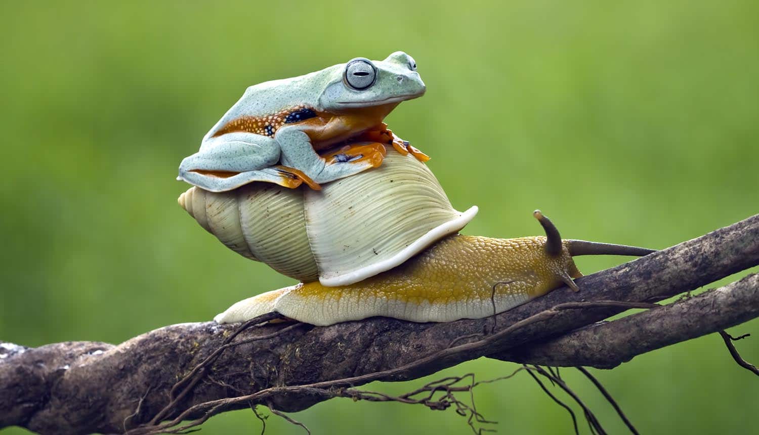 Image of a frog sitting on a snail crawling up a tree branch representing how the EU GDPR will not slow down the EU GDP