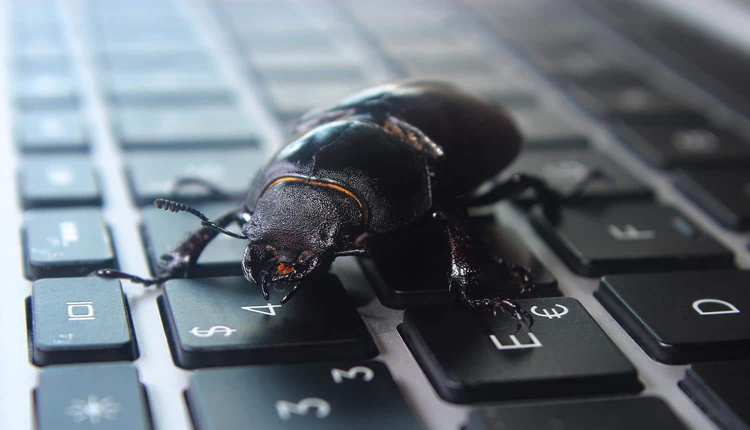Image of bug on a keyboard representing whether the privacy issues and data abuses faced by Facebook can be considered just a bug in the system