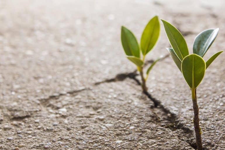 Weed growing through pavement crack showing growing pains for the first year of GDPR
