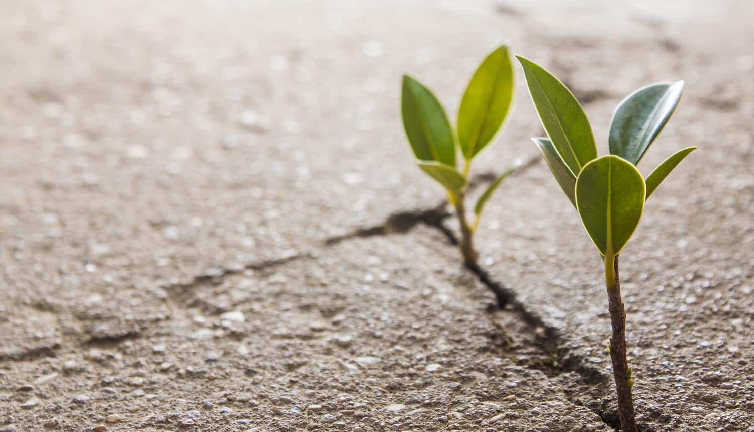 Weed growing through pavement crack showing growing pains for the first year of GDPR
